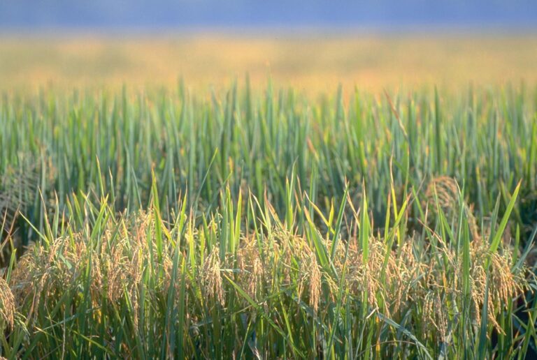 2017/18美国水稻种植面积为106万公顷（263万英亩）