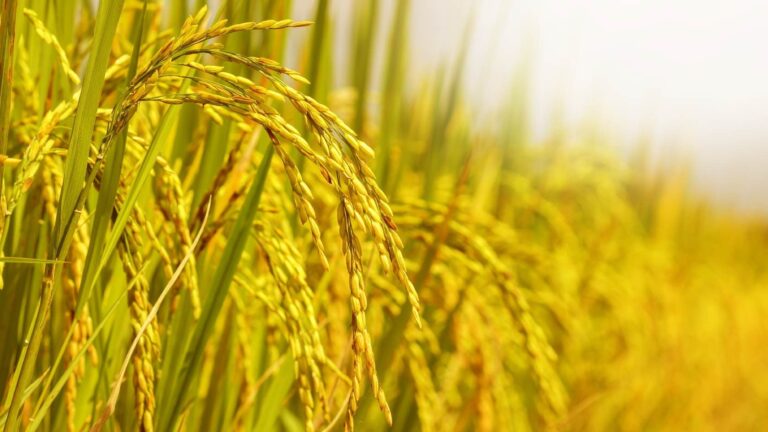 2016/17中国、菲律宾、圭亚那和哥伦比亚的稻米产量预计降低