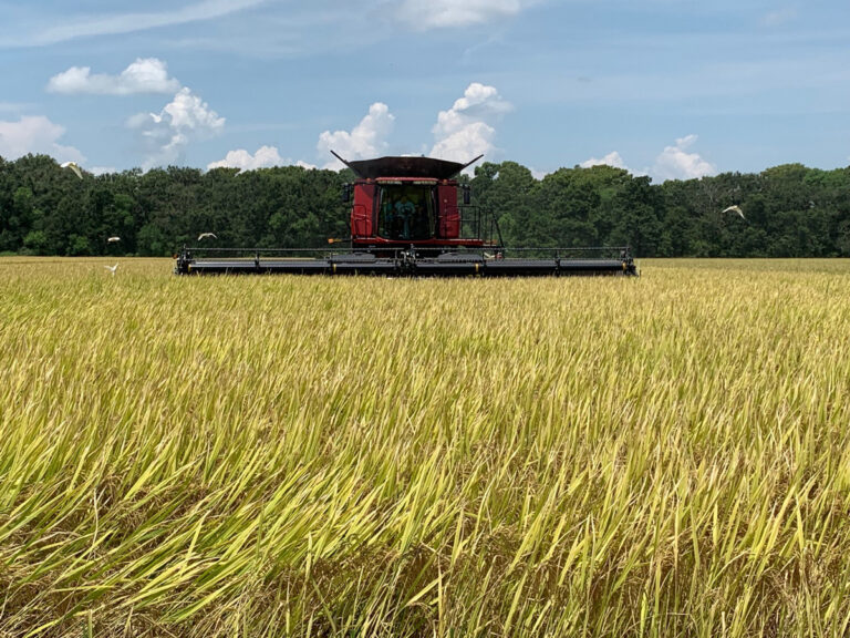 德克萨斯州&路易斯安那州稻米收成情况更新