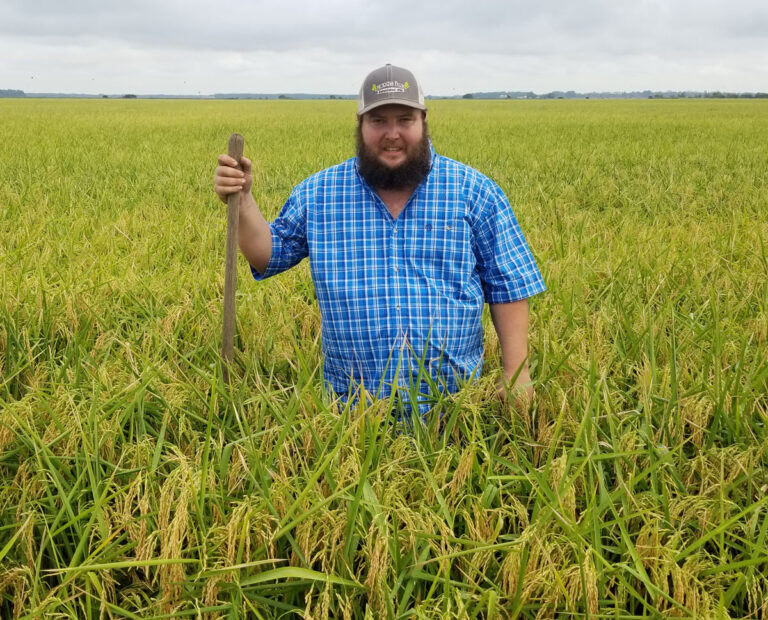 阿肯色州历史最悠久的水稻农场采用新方法耕种